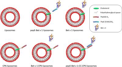 Cationic liposomes bearing Bet v 1 by coiled coil-formation are hypo-allergenic and induce strong immunogenicity in mice